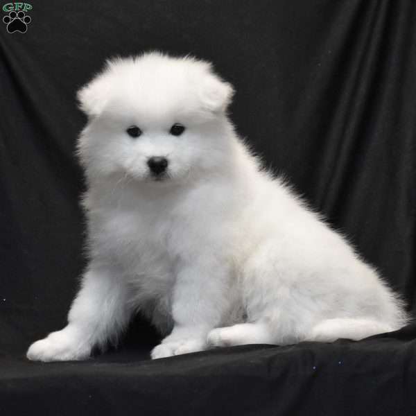 Seth, Samoyed Puppy
